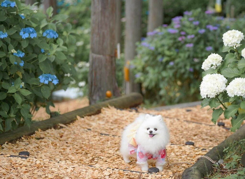 「あじさい祭」静岡・三島スカイウォークで、205品種13,000株の紫陽花＆富士山が織りなす絶景｜写真7