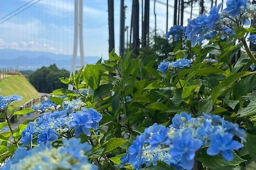 東海