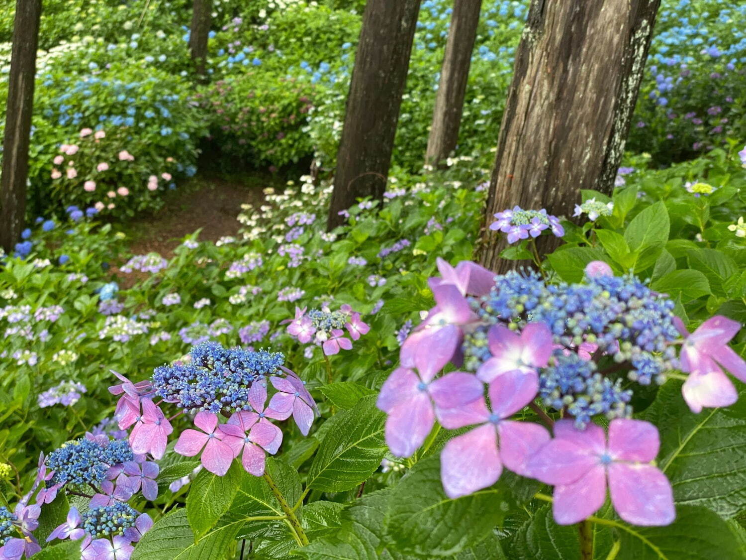 ※2024年開花の様子