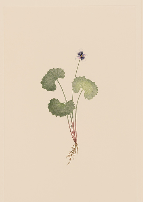 キャプテン・クック一行が見た、18世紀の知られざる植物『バンクス花譜集』展が渋谷で開催｜写真8