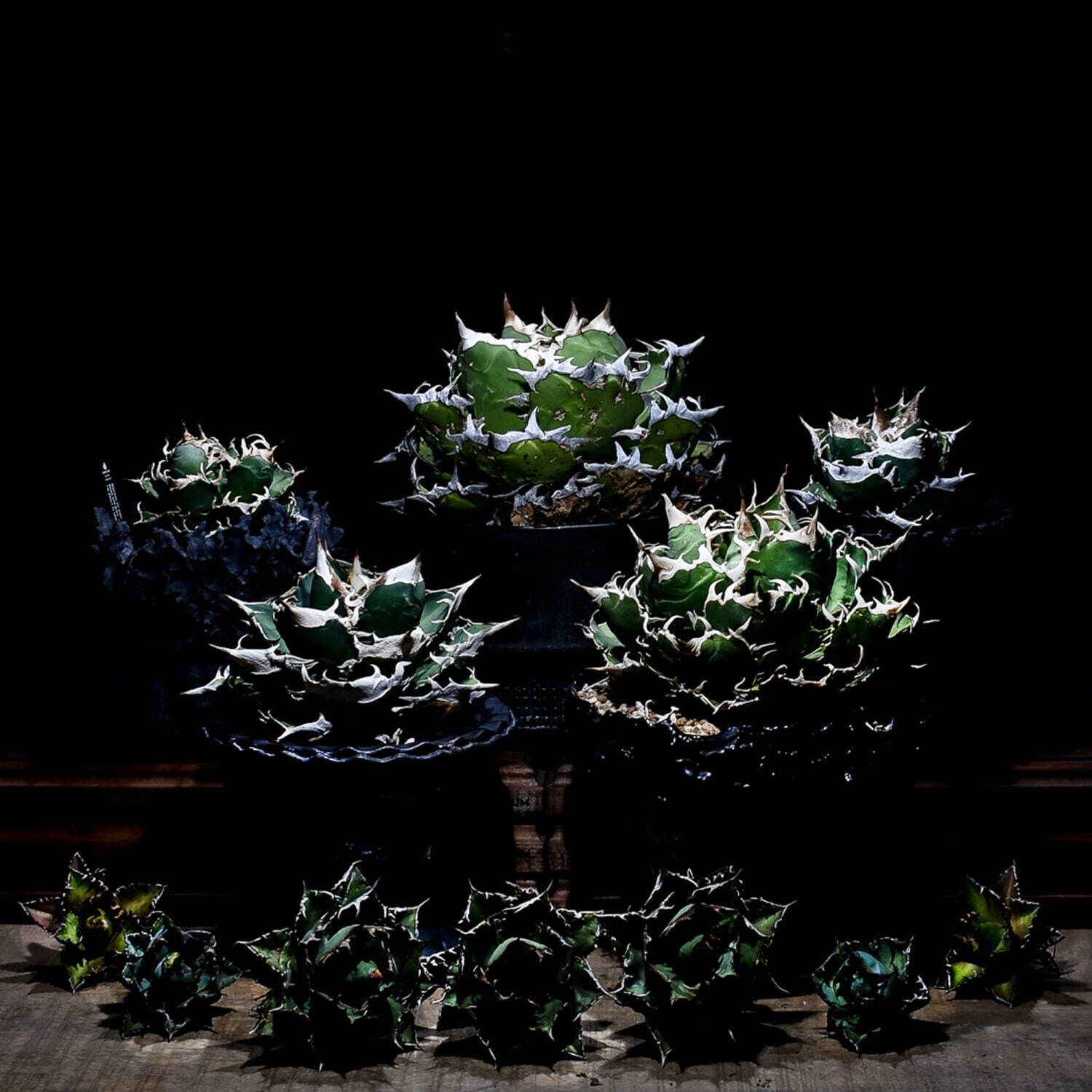 植物ショップ「ラフラム」 塊根植物“パキプス”＆アガベや板付ビカクシダ、阪急メンズ東京で｜写真3