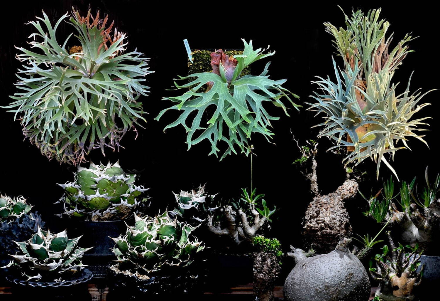 植物ショップ「ラフラム」 塊根植物“パキプス”＆アガベや板付ビカクシダ、阪急メンズ東京で｜写真1