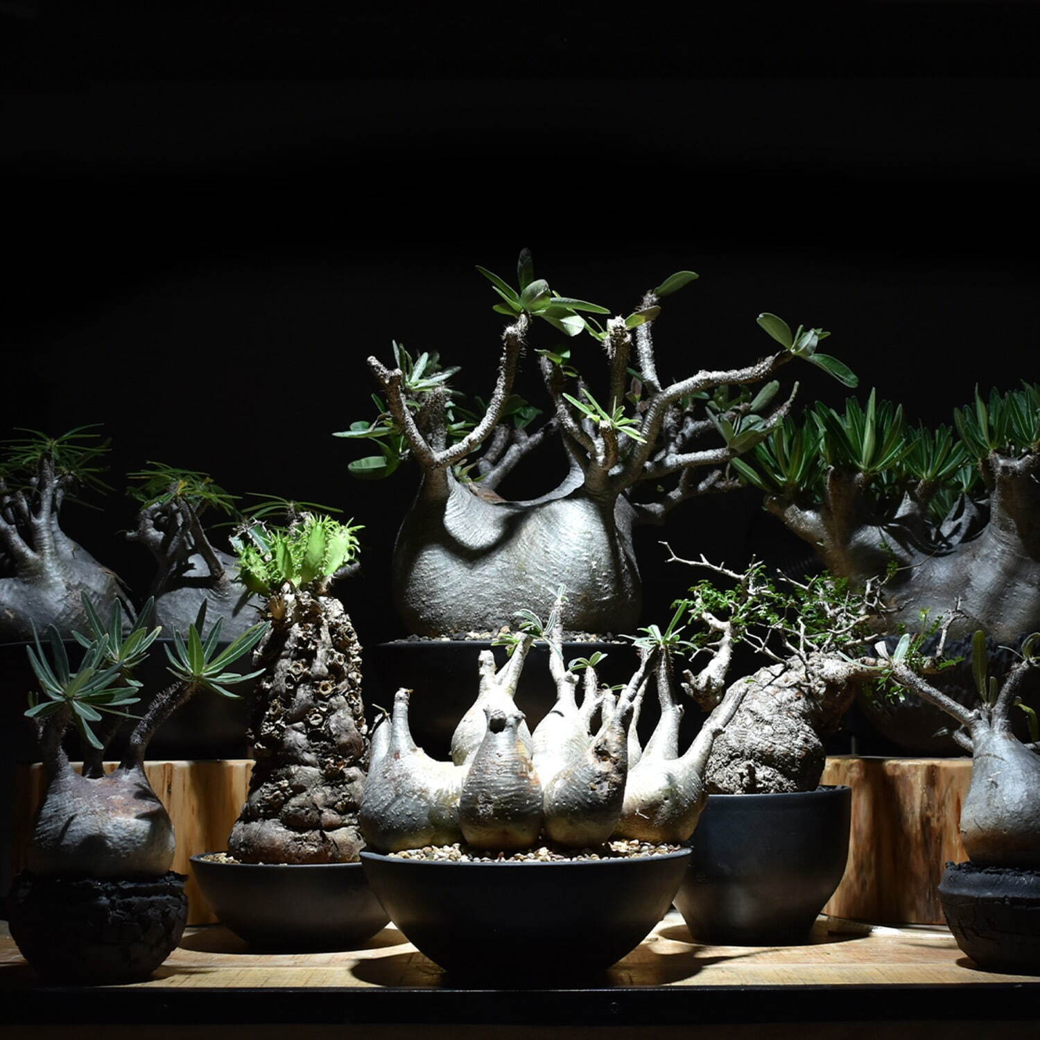 植物ショップ「ラフラム」 塊根植物“パキプス”＆アガベや板付ビカクシダ、阪急メンズ東京で｜写真2