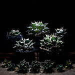 植物ショップ「ラフラム」 塊根植物“パキプス”＆アガベや板付ビカクシダ、阪急メンズ東京で｜写真3