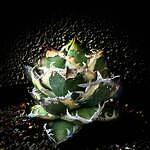 植物ショップ「ラフラム」 塊根植物“パキプス”＆アガベや板付ビカクシダ、阪急メンズ東京で｜写真7