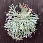 植物ショップ「ラフラム」 塊根植物“パキプス”＆アガベや板付ビカクシダ、阪急メンズ東京で｜写真6