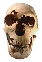 「氷河期展」東京・国立科学博物館で、マンモスなど大型哺乳類の骨格標本や復元模型が集結｜写真8