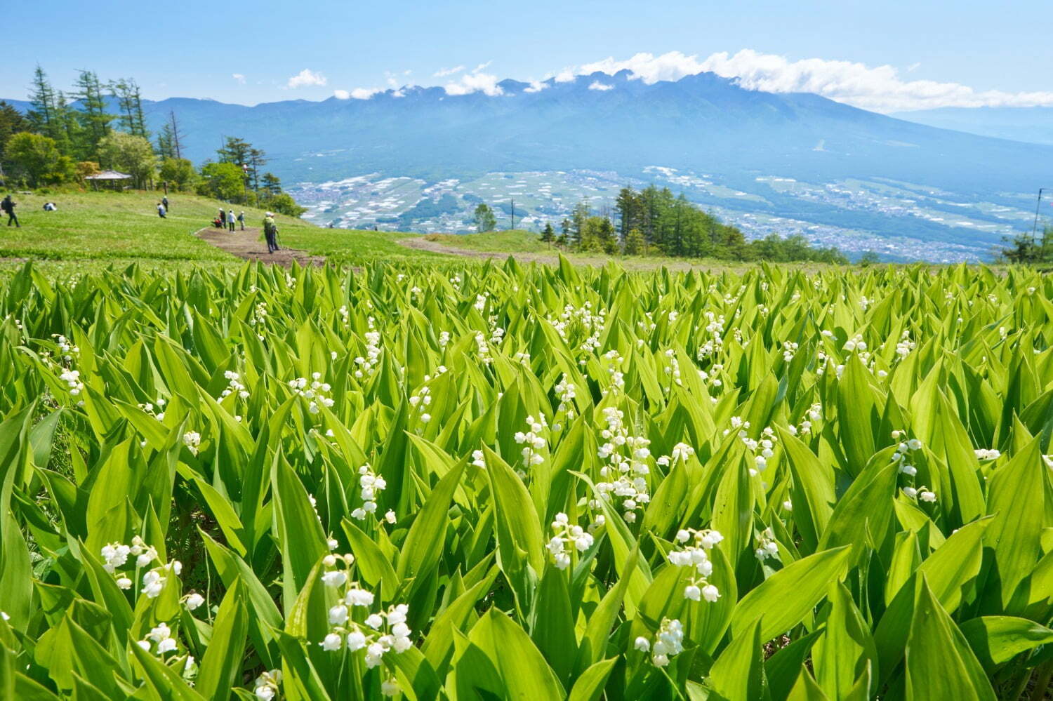富士山｜「120万本のすずらん祭り」長野・富士見パノラマリゾートで、すずらん＆30座以上の山々が織りなす絶景