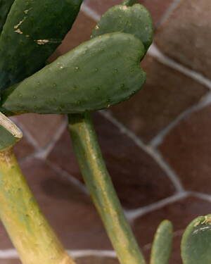 ノーブル(NOBLE) 2025年夏ウィメンズコレクション  - 写真21