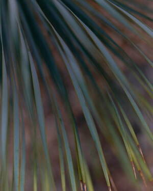 ノーブル(NOBLE) 2025年夏ウィメンズコレクション  - 写真6