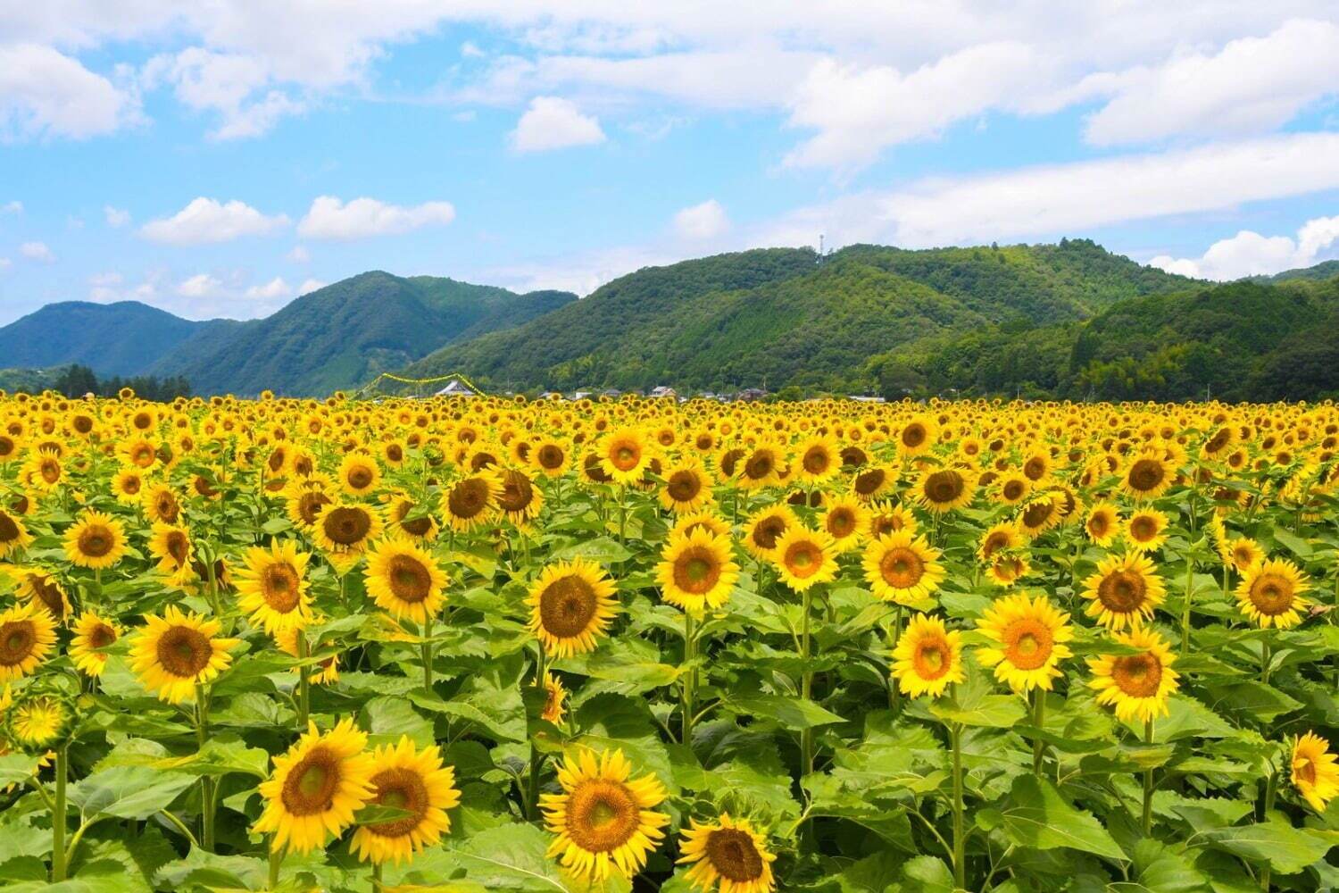 関西の2025年注目「夏イベント」夏休みのお出かけ・旅行スポットや花火大会＆夏祭り｜写真26