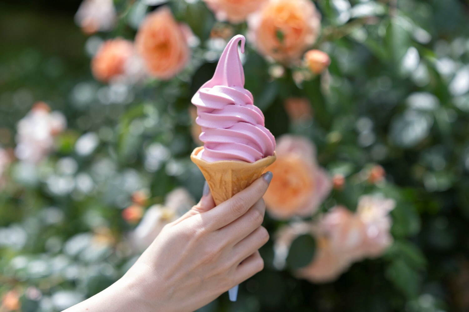 練馬区立 四季の香ローズガーデンで初夏のハーブフェア、180品種以上のハーブが見ごろに｜写真5