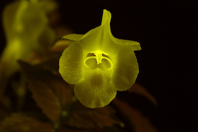 国立科学博物館で「ヒカリ展」開催 - 世界初公開の“光る花”を含め総展示数200点以上 | 写真