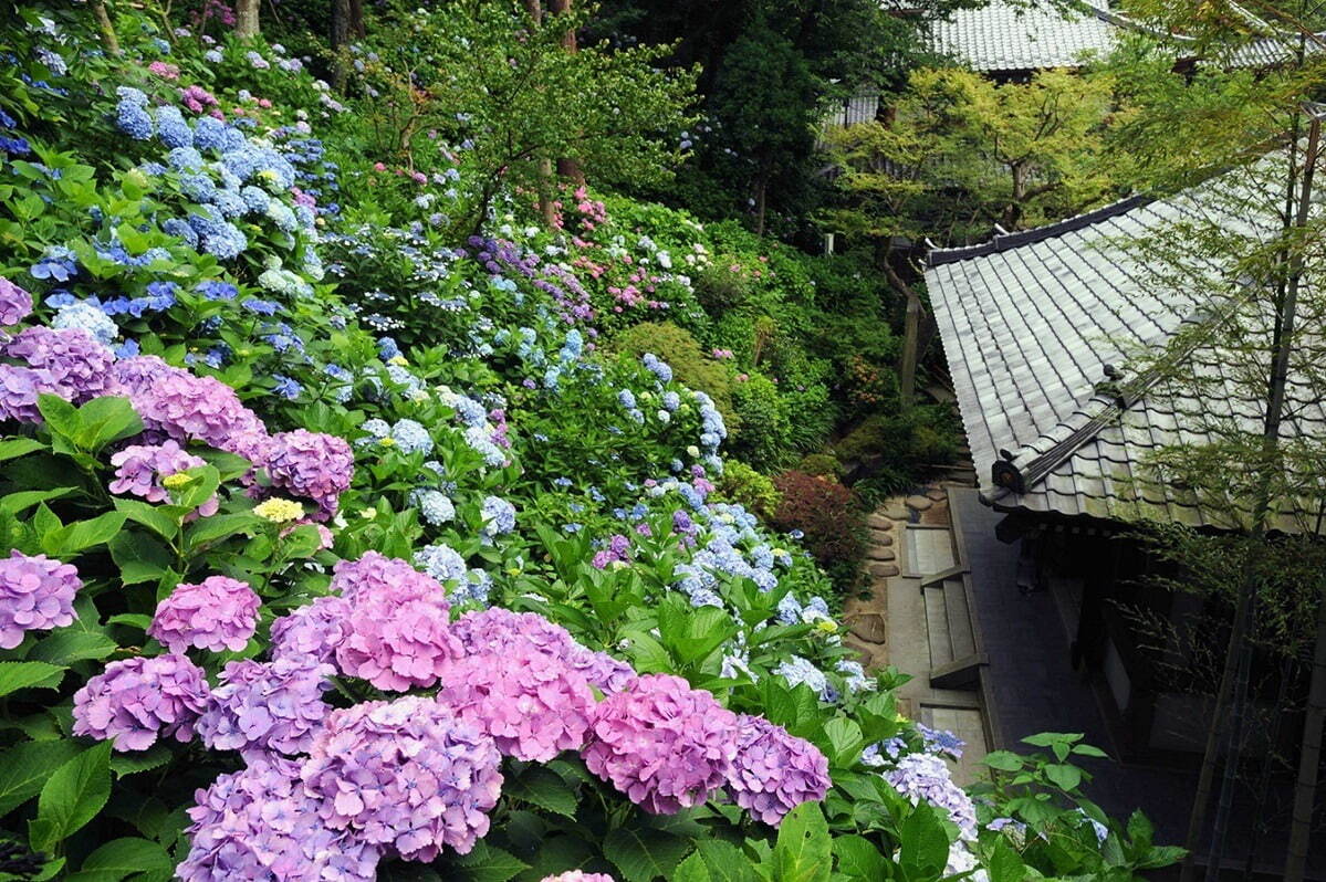 紫陽花の名所「長谷寺」約2,500株の花が咲く鎌倉の絶景お出かけスポット、ホテルの宿泊プランも｜写真4