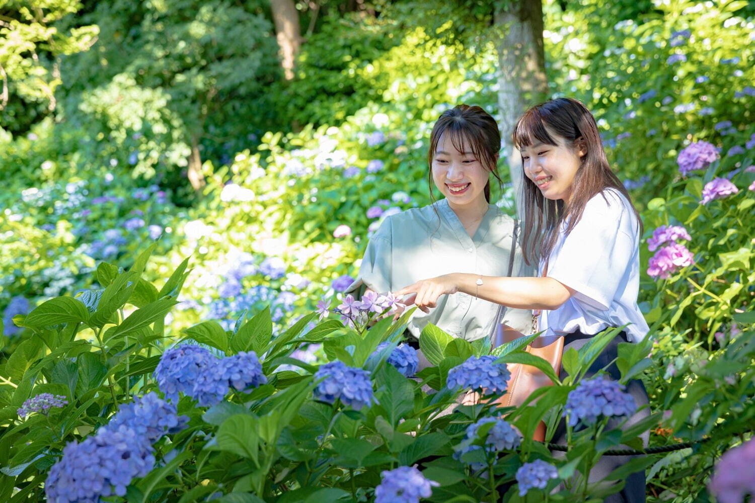 紫陽花の名所「長谷寺」約2,500株の花が咲く鎌倉の絶景お出かけスポット、ホテルの宿泊プランも｜写真2