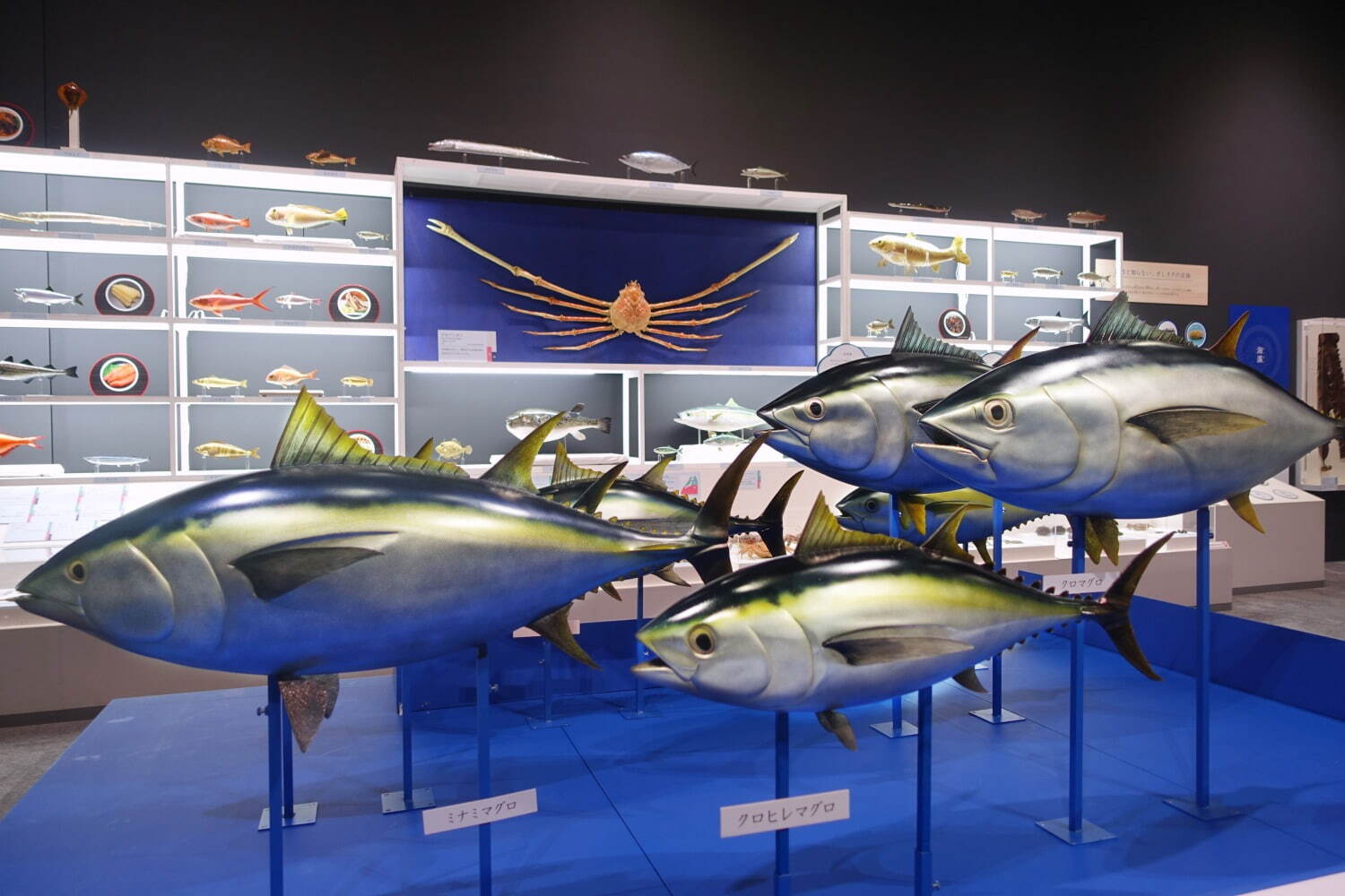 魚介類の展示(愛知会場の様子)