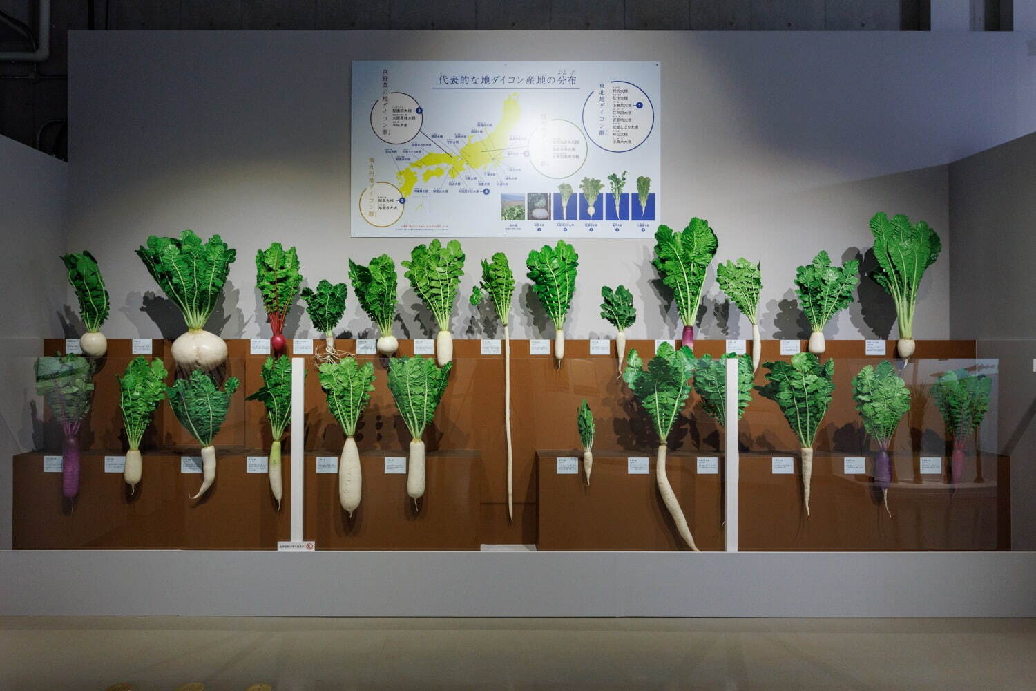 多彩な地ダイコンのレプリカ 国立科学博物館蔵 (東京会場の様子)