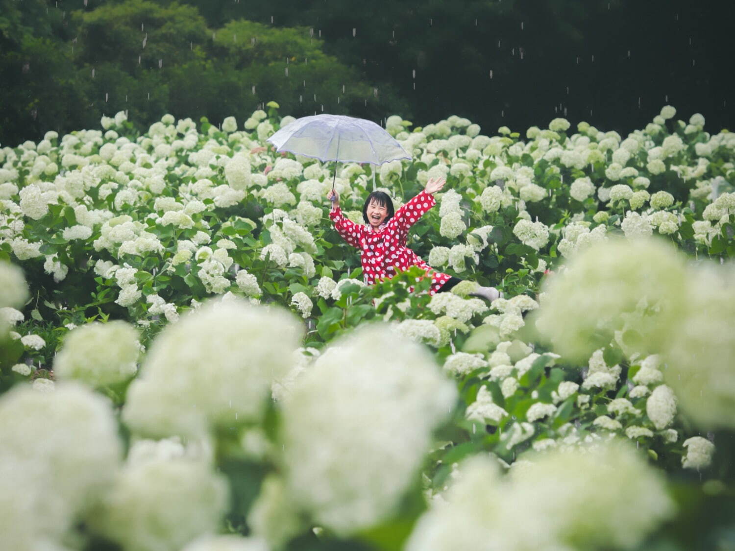 アナベルの森 ※イメージ