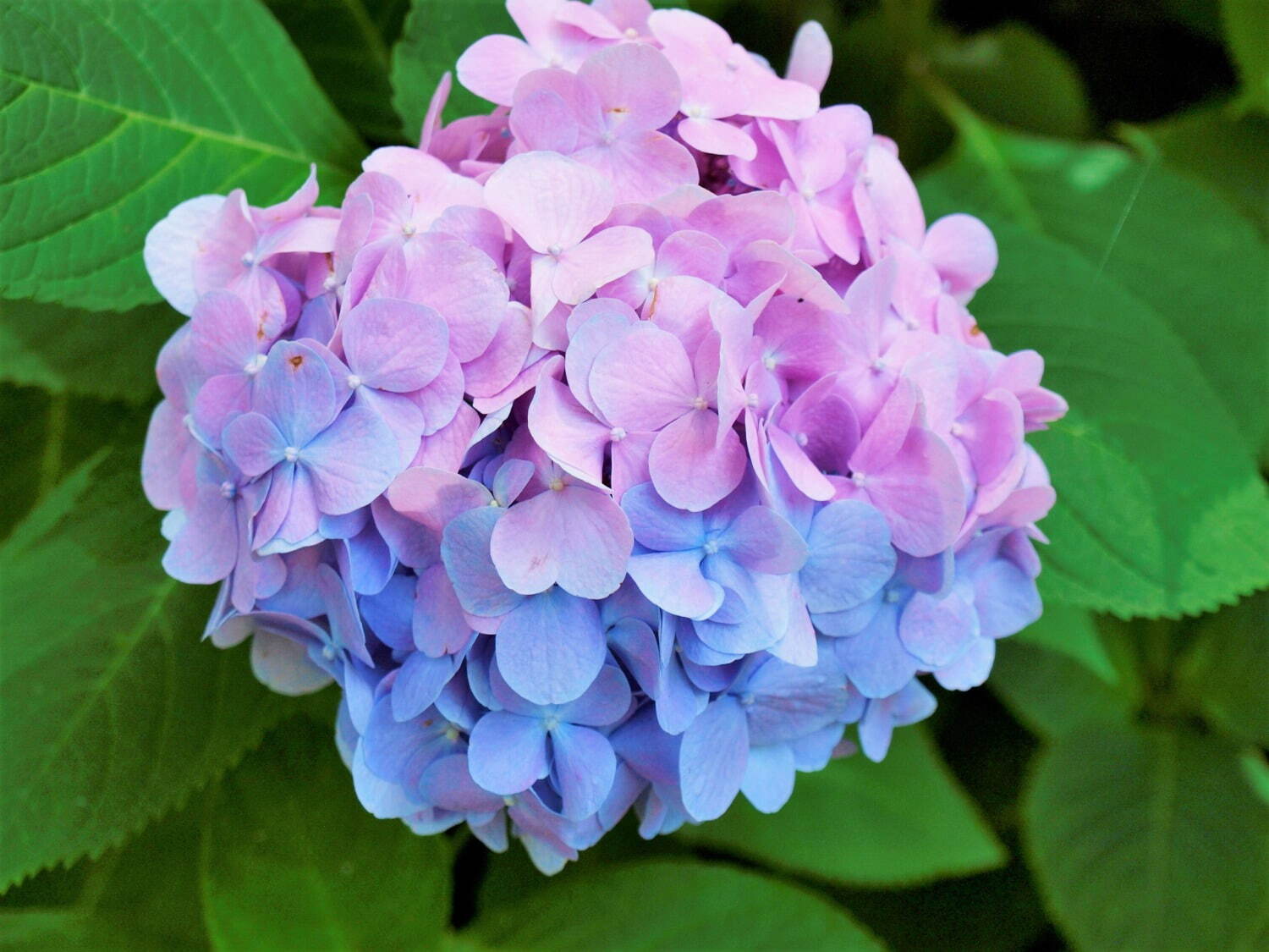 写真提供：万博記念公園マネジメント・パートナーズ