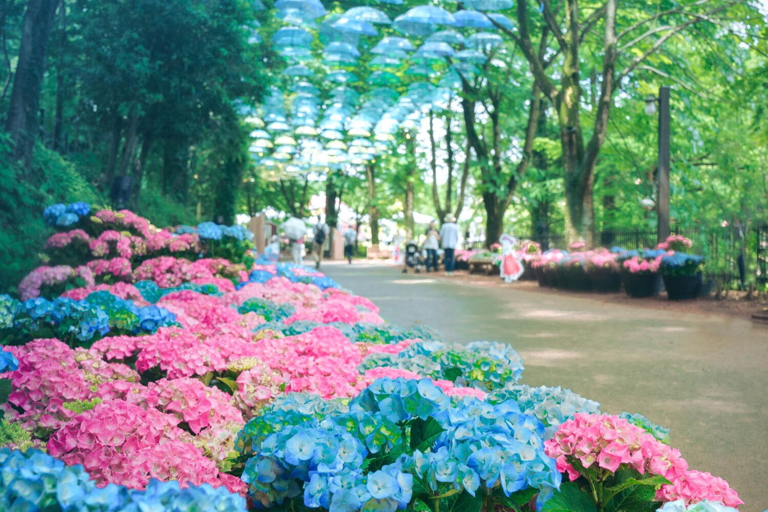ムーミンバレーパーク「あじさいロード」カラフル傘の回廊を彩る約1,000株のあじさい