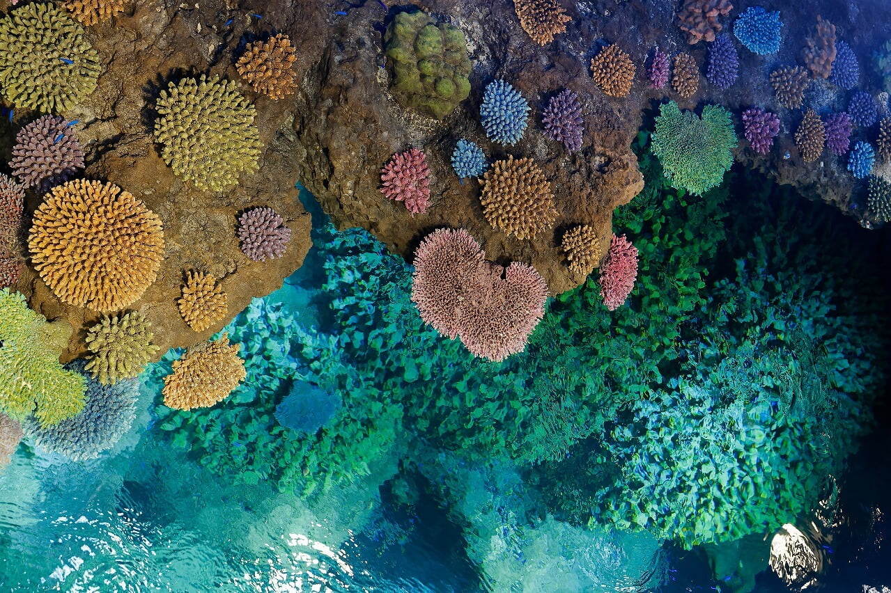 シェラトン都ホテル大阪「海遊館」コラボアフタヌーンティー、アザラシ型大福やペンギンムースなど｜写真5