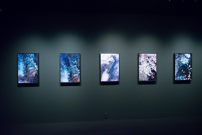 蜷川実花、初のセルフポートレイトを中心とした展覧会を原美術館で開催 - 映像インスタレーションも｜写真28