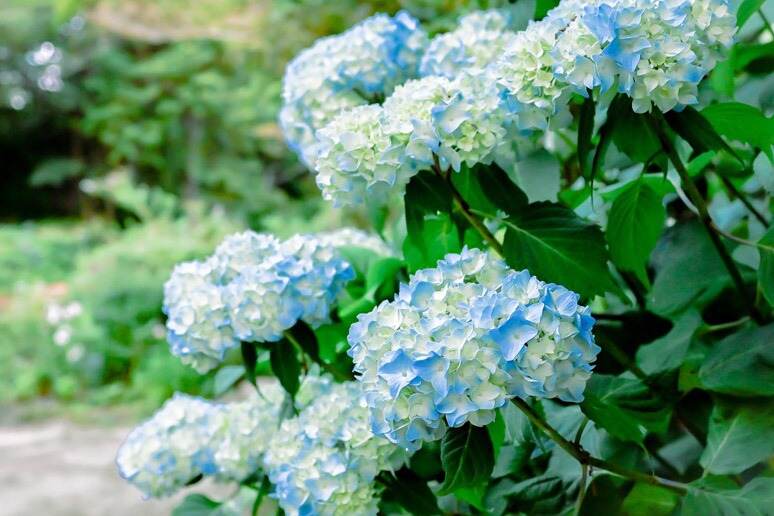 アンティーク｜神戸・ROKKO森の音ミュージアム「SIKIガーデン」色とりどりのアジサイ＆ユリが咲く夏イベント