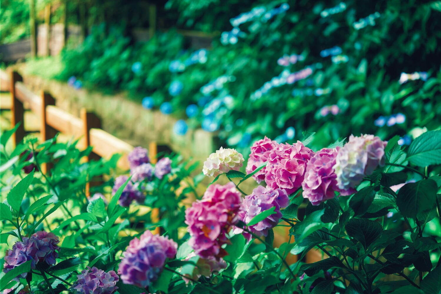 庭園｜神戸布引ハーブ園「アジサイ」約1,500株が見頃に、木漏れ日の小径＆洋風古城で紫陽花鑑賞
