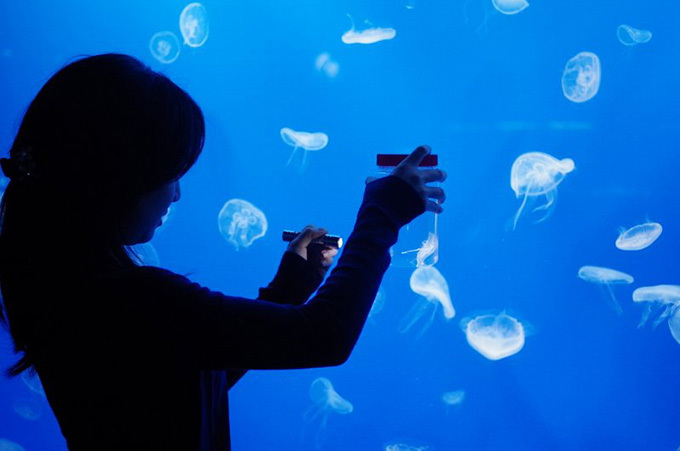 東京・すみだ水族館の煌めくクラゲ万華鏡トンネルが常設に - 大水槽のプロジェクションマッピングも延長｜写真8