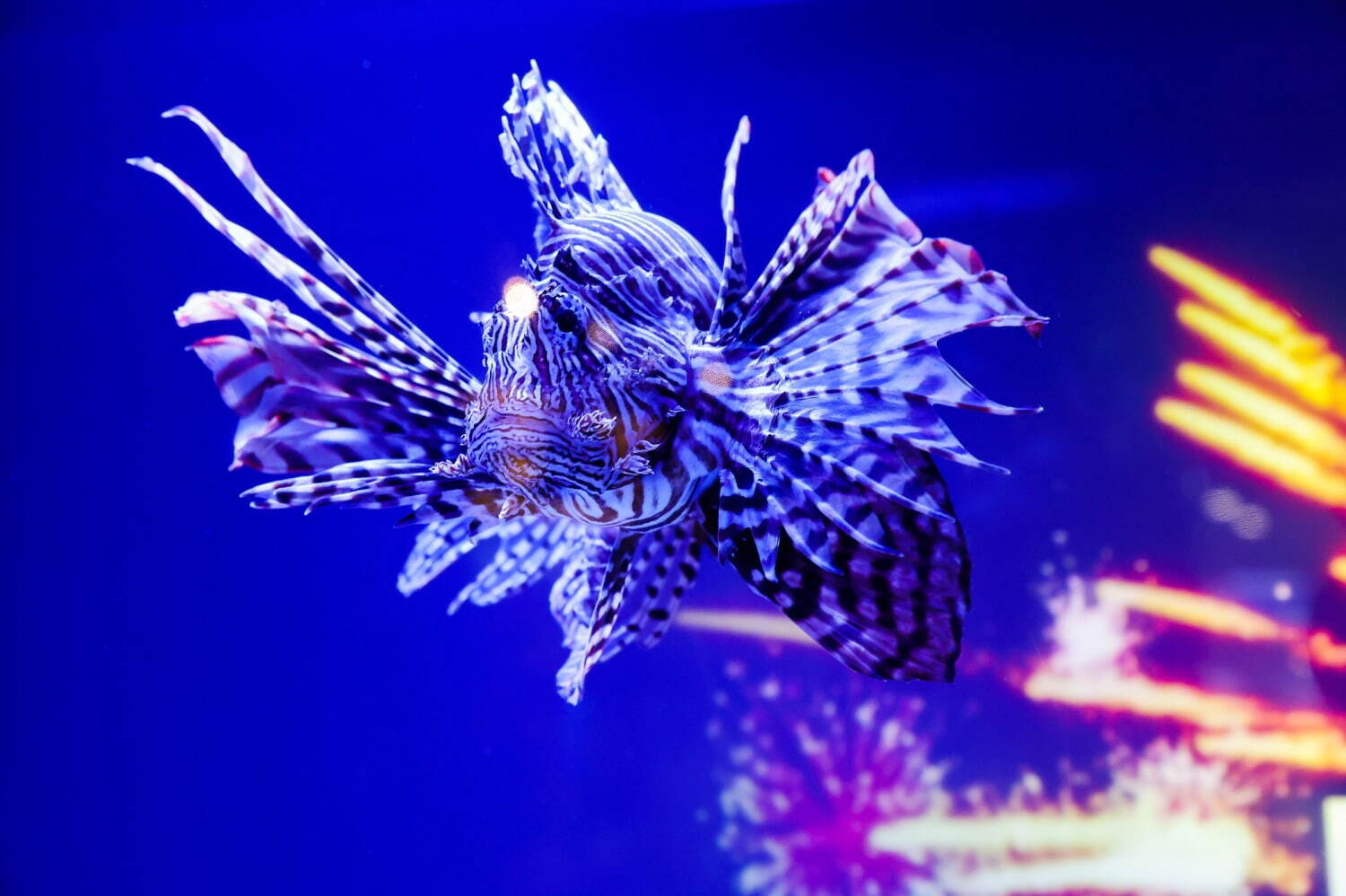 マクセル アクアパーク品川「ネイキッド 花火アクアリウム」海の生きもの×デジタルアートの花火祭り｜写真2