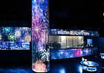 マクセル アクアパーク品川「ネイキッド 花火アクアリウム」海の生きもの×デジタルアートの花火祭り｜写真10