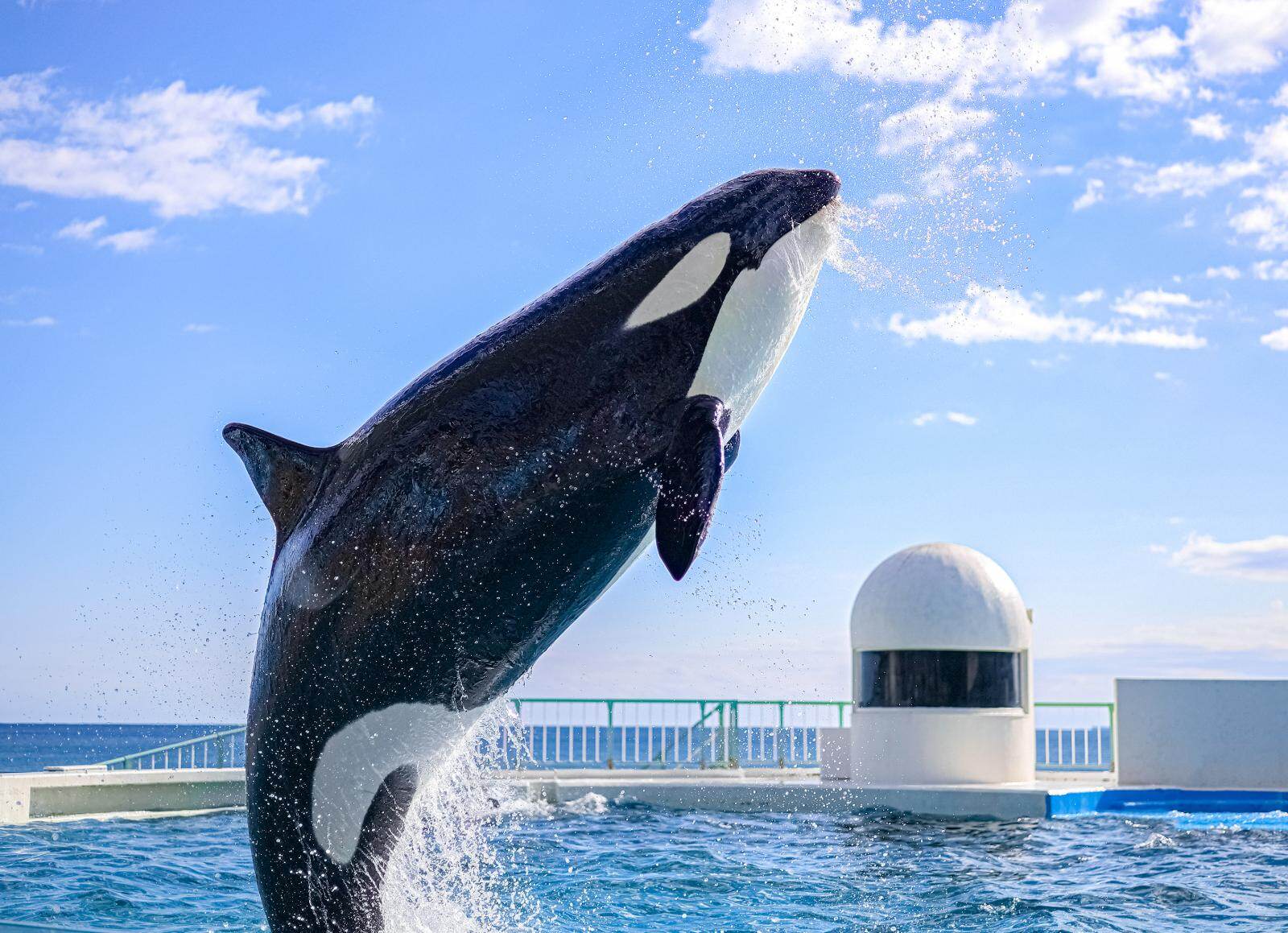 鴨川シーワールドでシャチの「サマースプラッシュ」豪快水しぶきでずぶ濡れ体験｜写真2