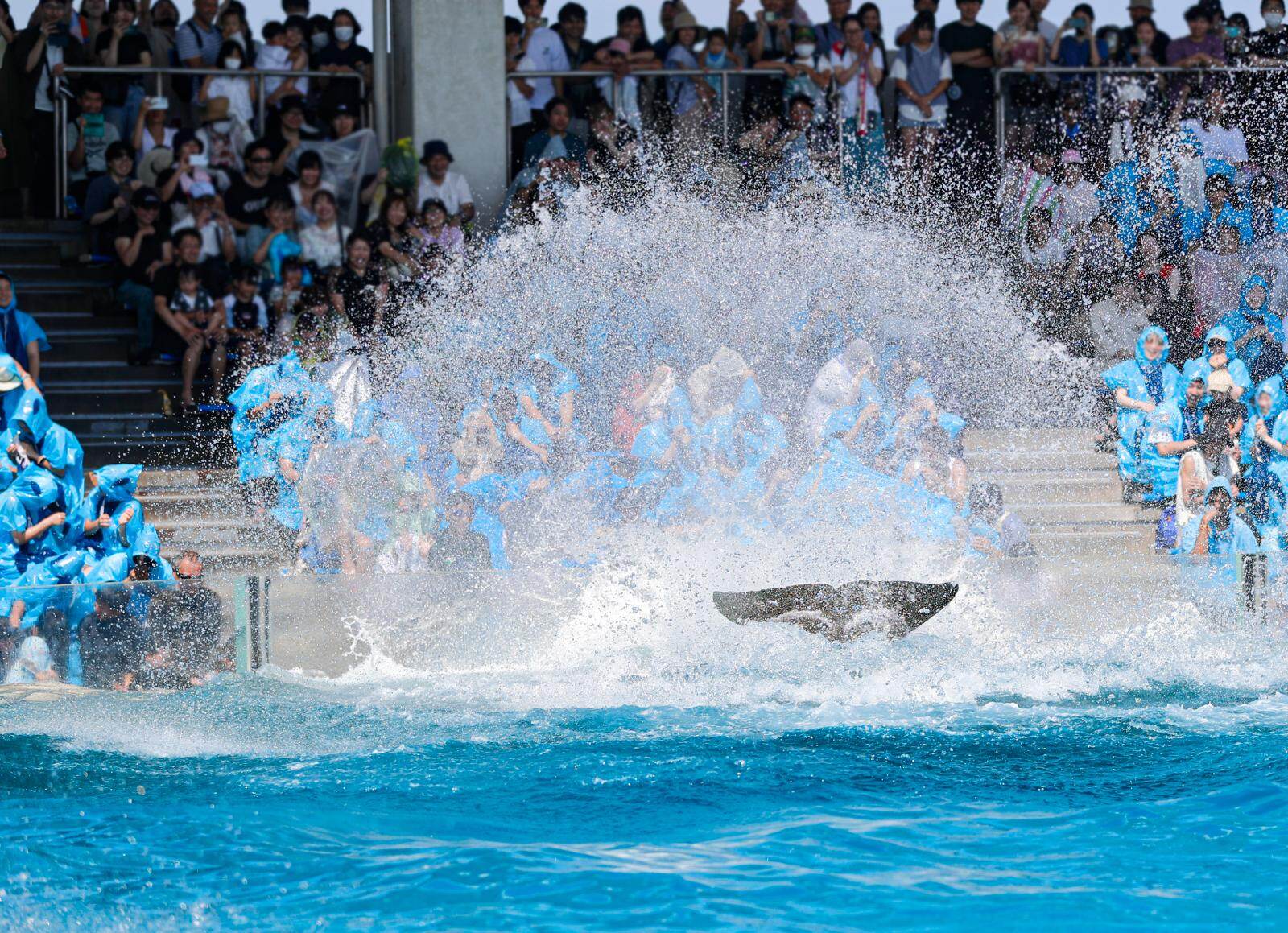 鴨川シーワールドでシャチの「サマースプラッシュ」豪快水しぶきでずぶ濡れ体験｜写真1
