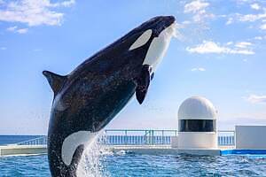 鴨川シーワールドでシャチの「サマースプラッシュ」豪快水しぶきでずぶ濡れ体験