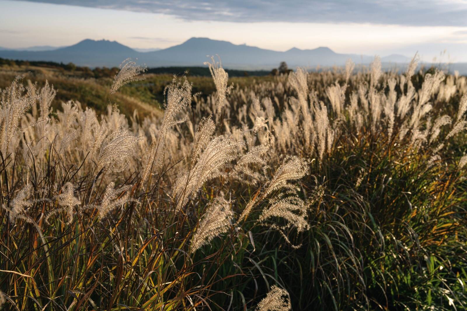 植物｜企画展「植物×匠」東京・国立科学博物館で、日本の伝統建築を支える“植物と匠の技”をひもとく