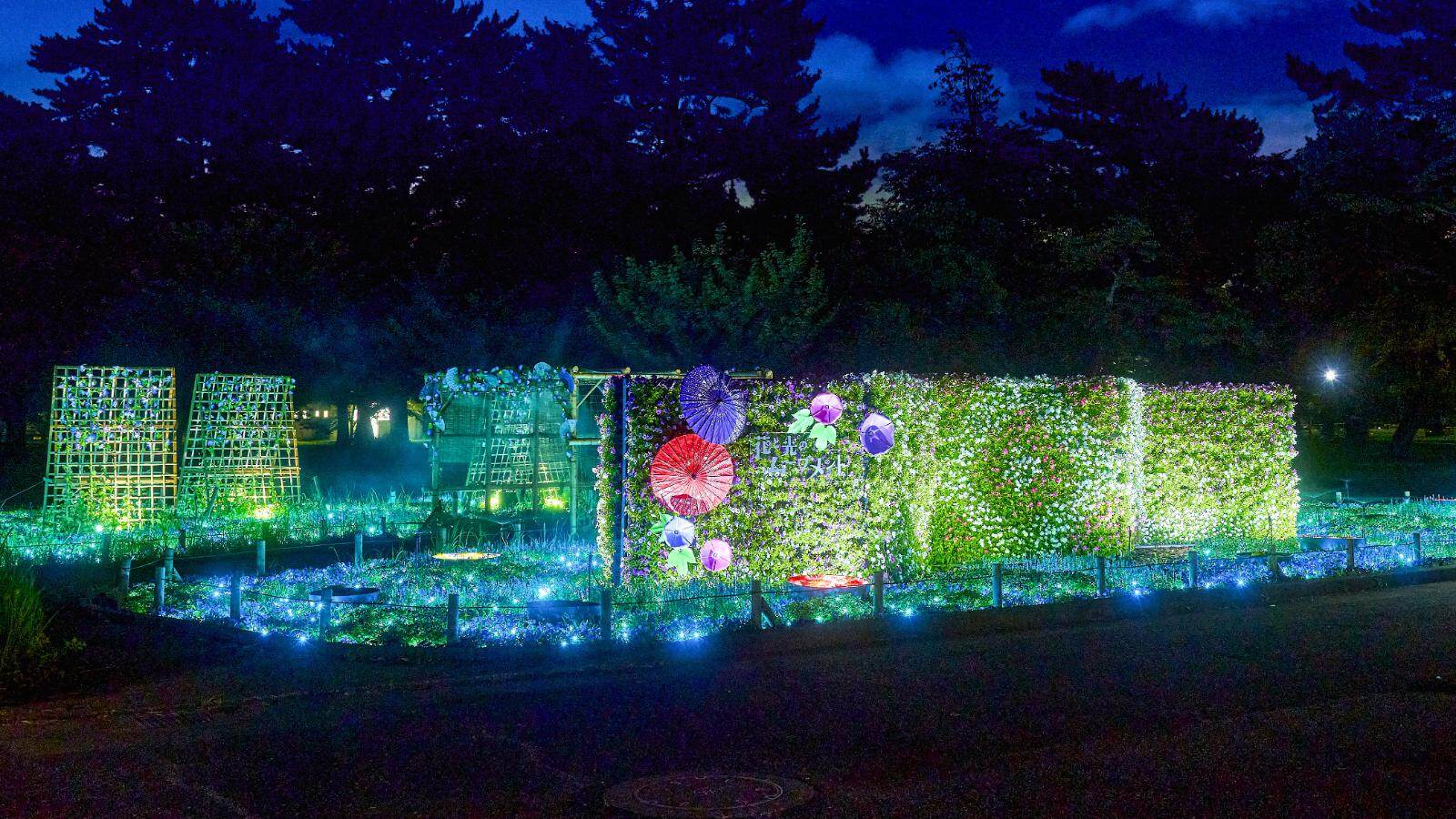 夜のライトアップされた宿根草園