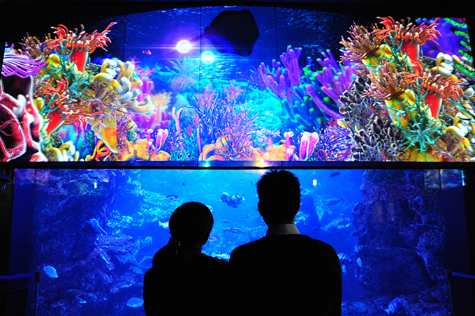 関西初！3Dで楽しむ冬限定「アクアリウム・ファンタジー」京都水族館で開催 | 写真