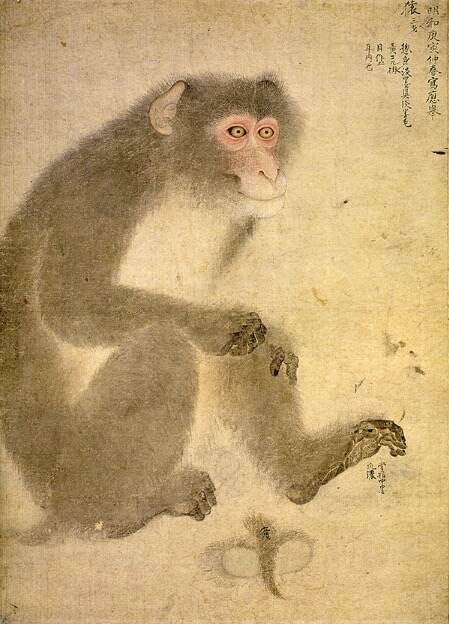 重要文化財 円山応挙《写生図巻(乙巻)》(部分) 1770〜72年 千總ホールディングス蔵 ［展示替えあり］