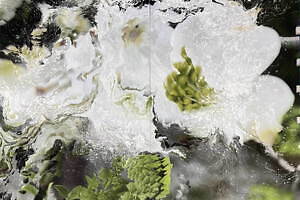 “写真と彫刻の往還”Nerholの展覧会が埼玉県立近代美術館で、“帰化植物”新作インスタレーションなど