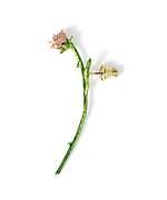 イー・エム(e.m.) 秘密の花園｜写真81