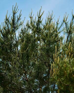 タンジェネット(tangenet) 2025-26年秋冬メンズコレクション  - 写真10