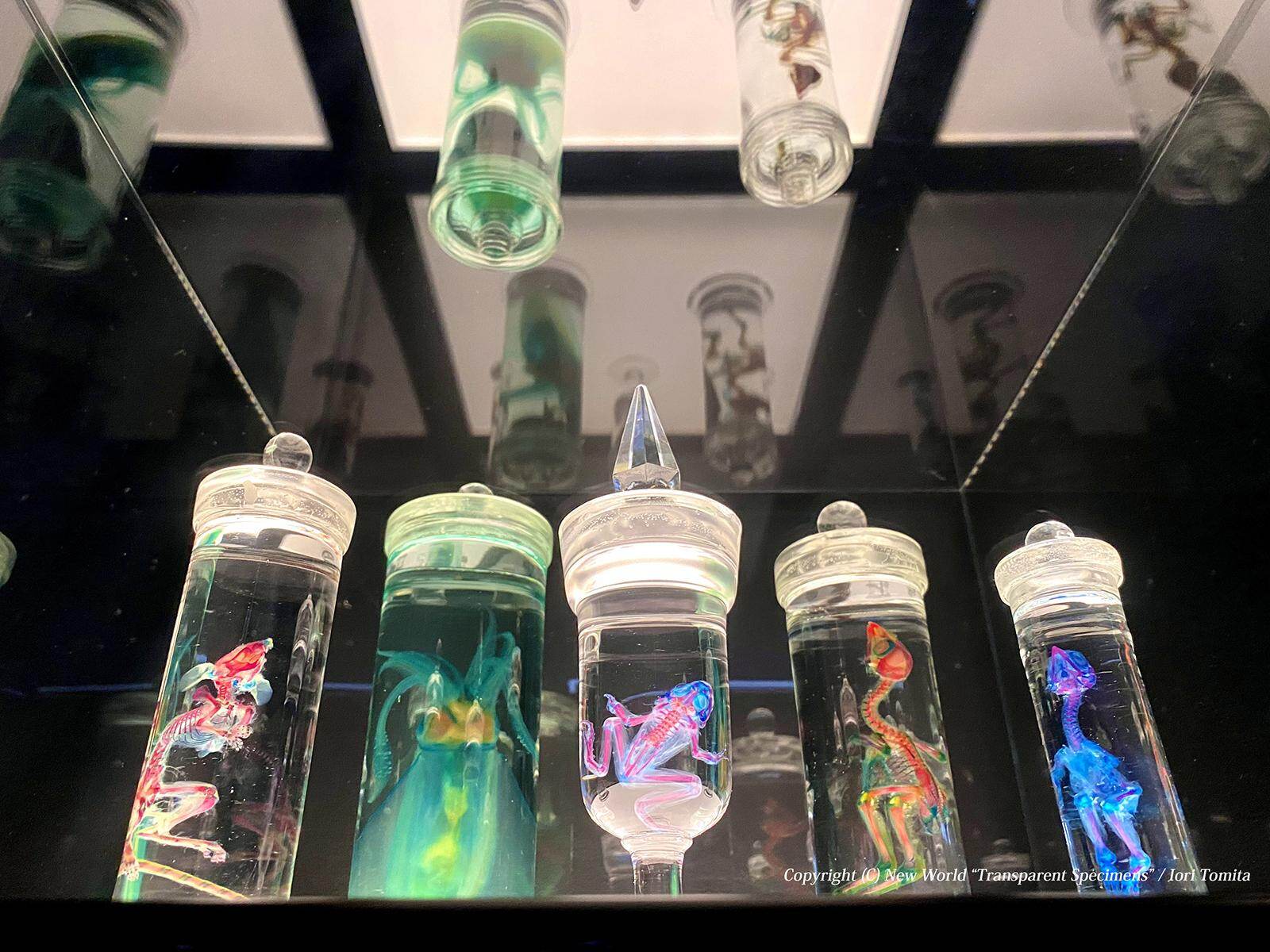 【透明標本】冨田伊織■透明標本 *2012・アートフェア東京（戸村美術）出品作品 アート空間で見る「透明標本」展、幻想的な生物標本が東広島市立
