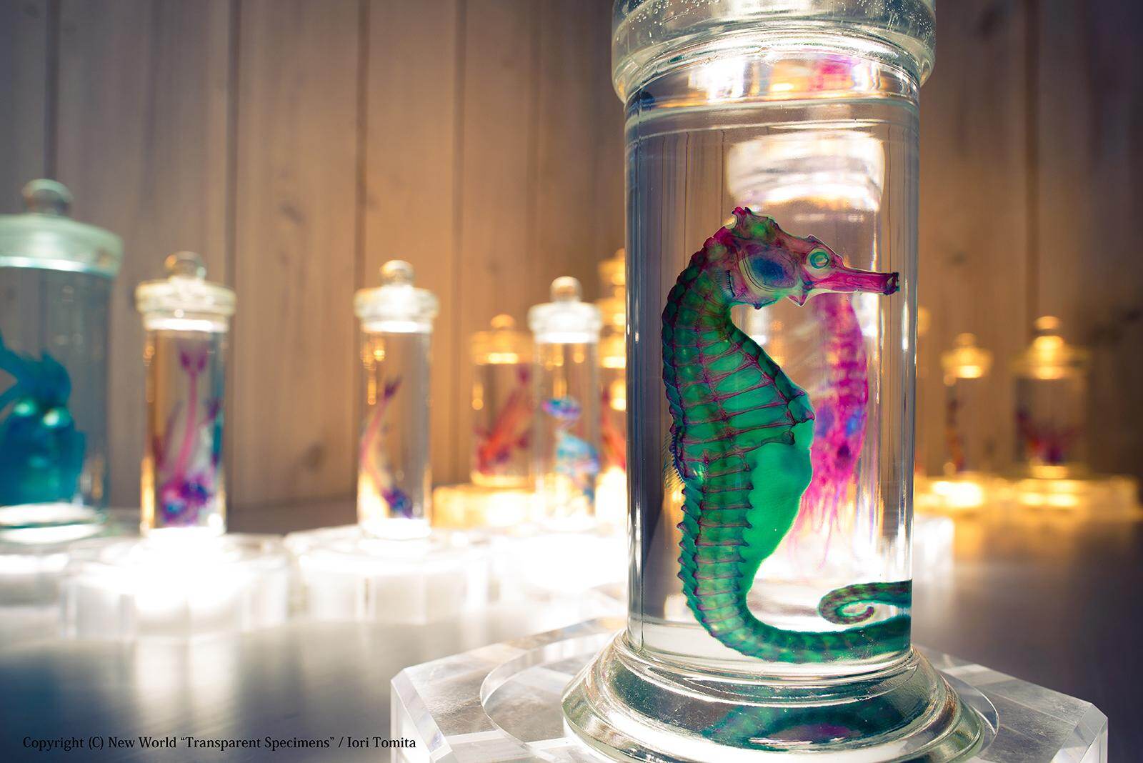 アート空間で見る「透明標本」展、幻想的な生物標本が東広島市立