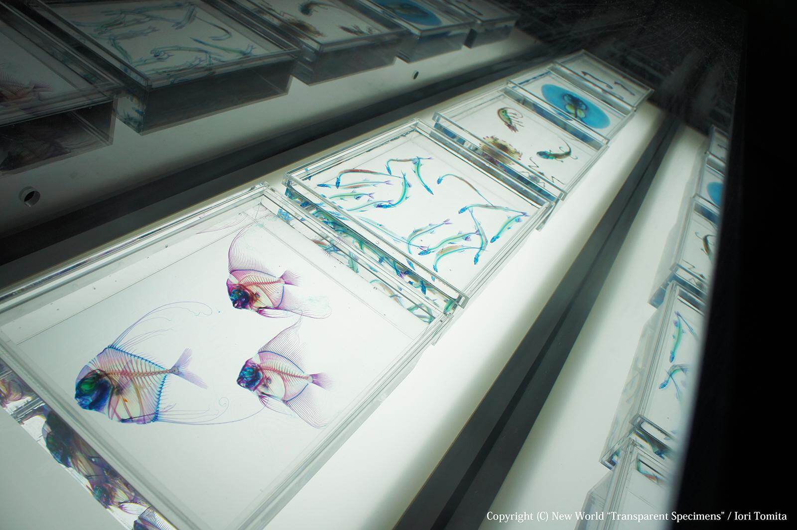 アート空間で見る「透明標本」展、幻想的な生物標本が東広島市立美術館に｜写真6