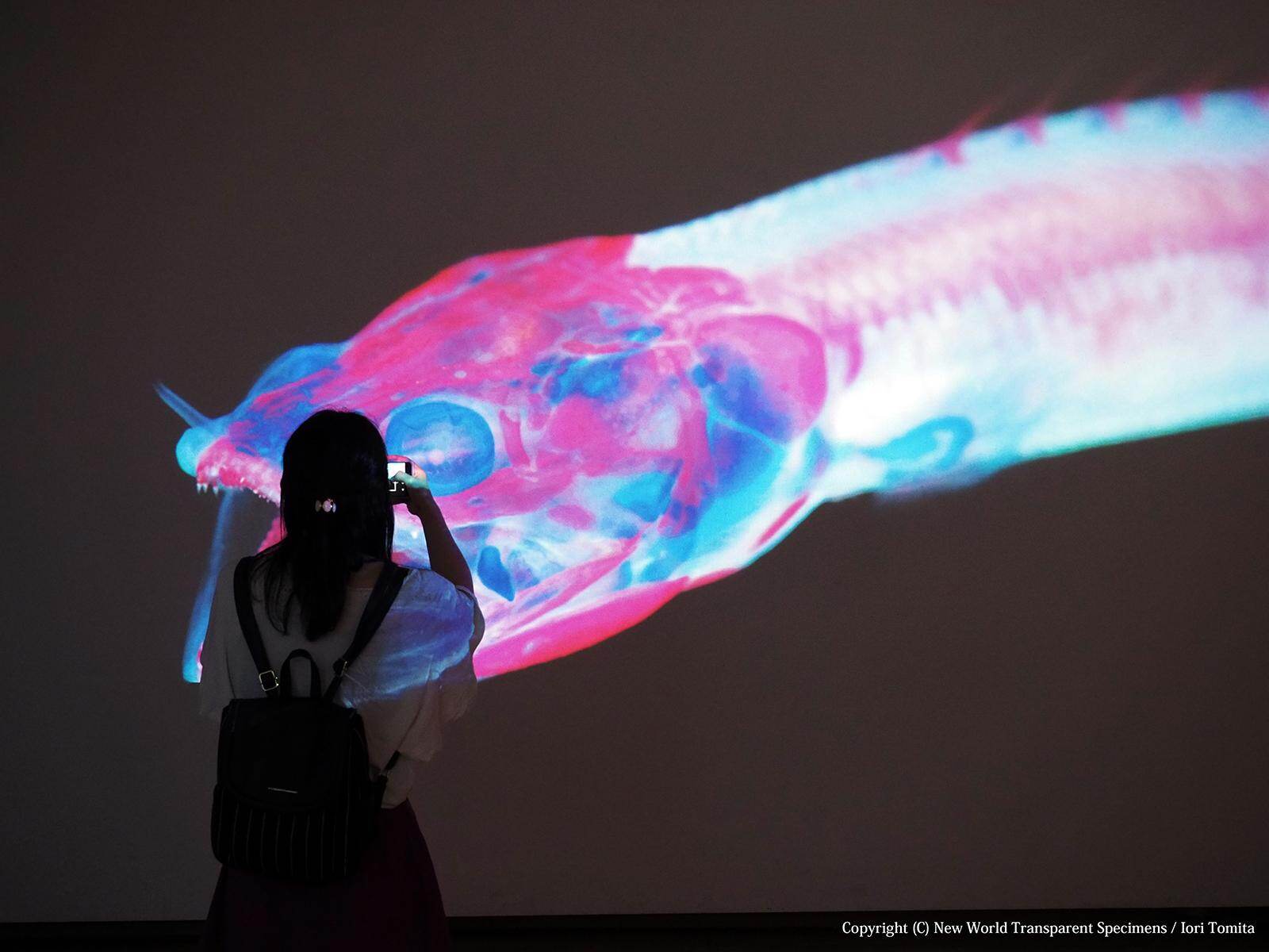 アート空間で見る「透明標本」展、幻想的な生物標本が東広島市立美術館に｜写真13