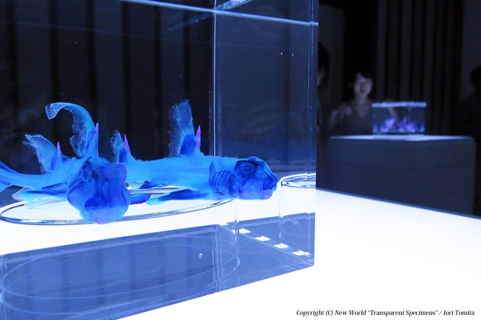 【透明標本】冨田伊織■透明標本 *2012・アートフェア東京（戸村美術）出品作品 特別展 冨田伊織 新世界『透明標本』展 | 秋田県立美術館（平野