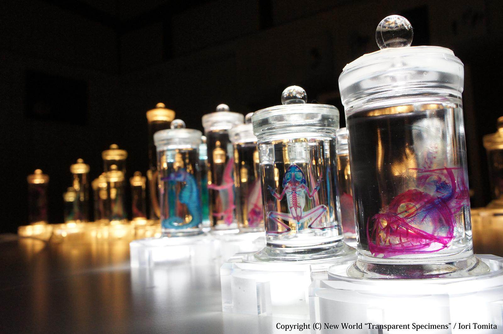 アート空間で見る「透明標本」展、幻想的な生物標本が東広島市立美術館に｜写真5