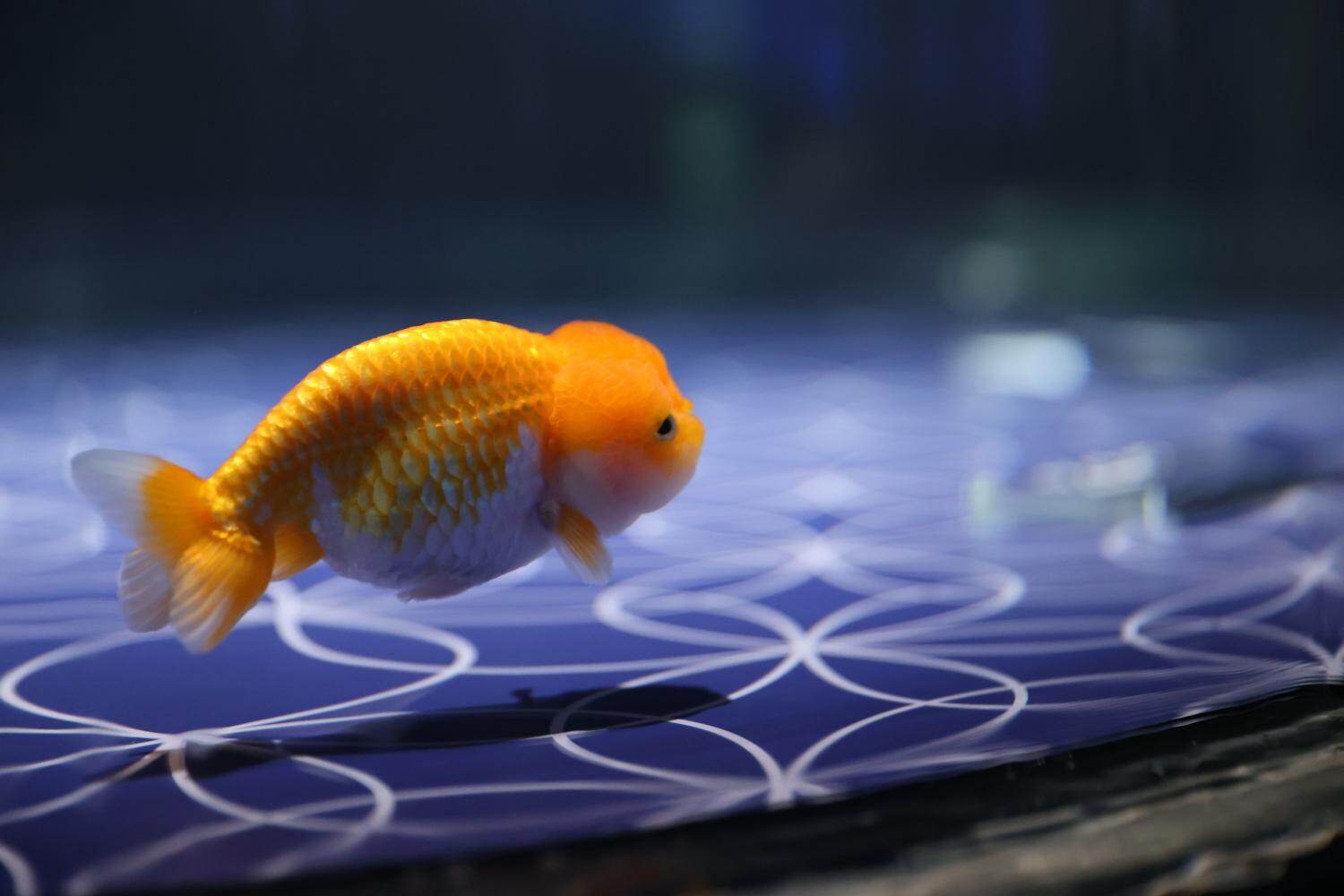 すみだ水族館「金魚が主役」夏限定イベント、”ランチュウ”泳ぐ和空間水槽や花火着想ドリンク｜写真1