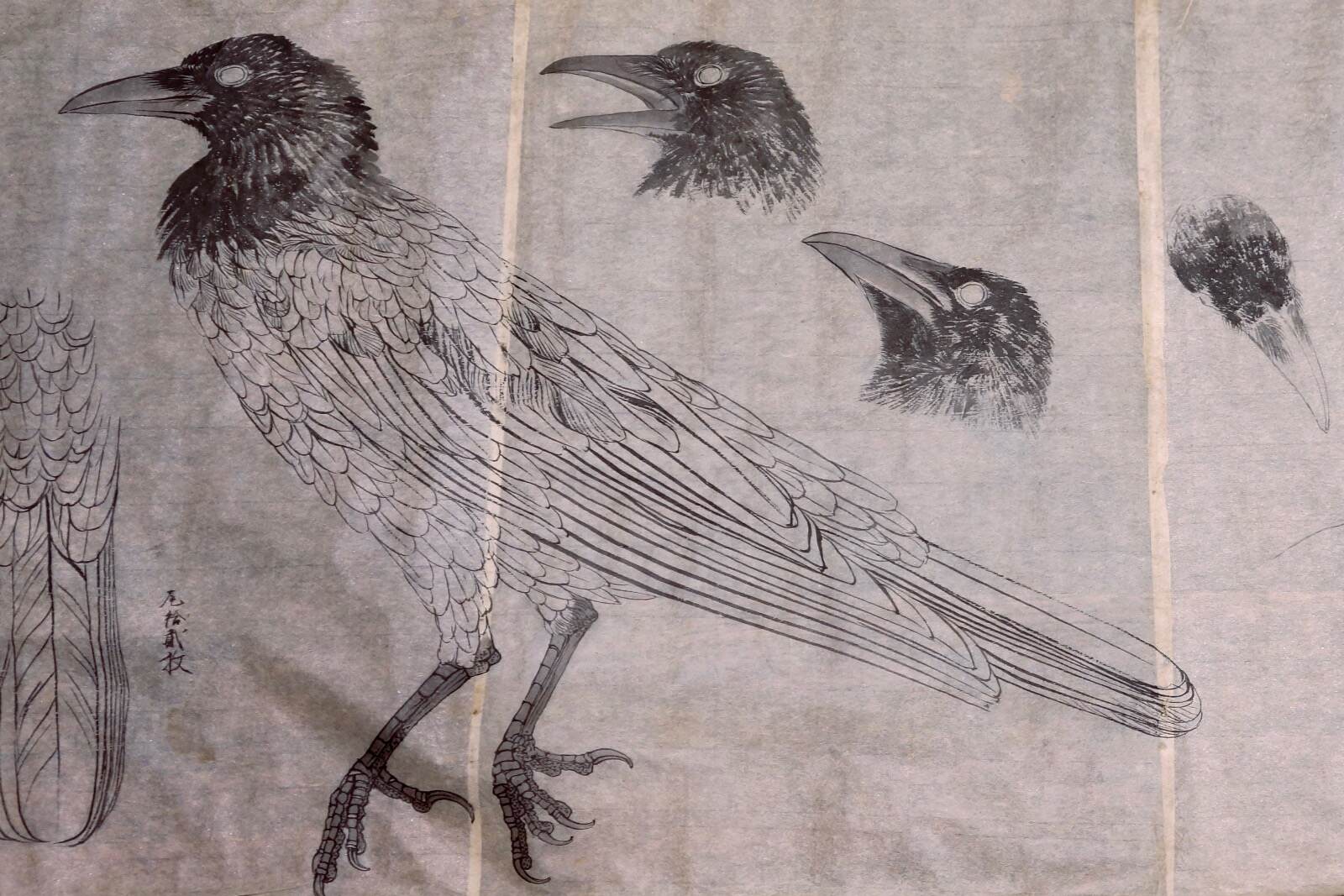 日本画家｜“カラス”日本画と剥製から探る画家の視点、特別展示「鴉は黒いか」東京・インターメディアテクで