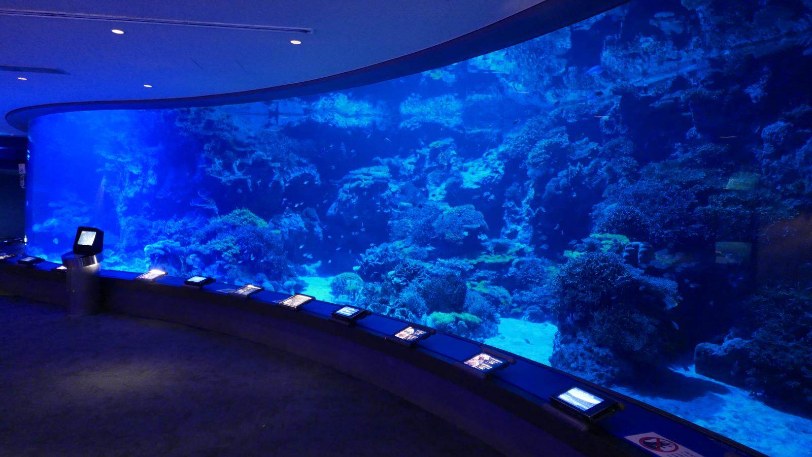 沖縄美ら海水族館の夏イベント「美ら海ナイトアクアリウム」営業時間を21時まで延長｜写真2
